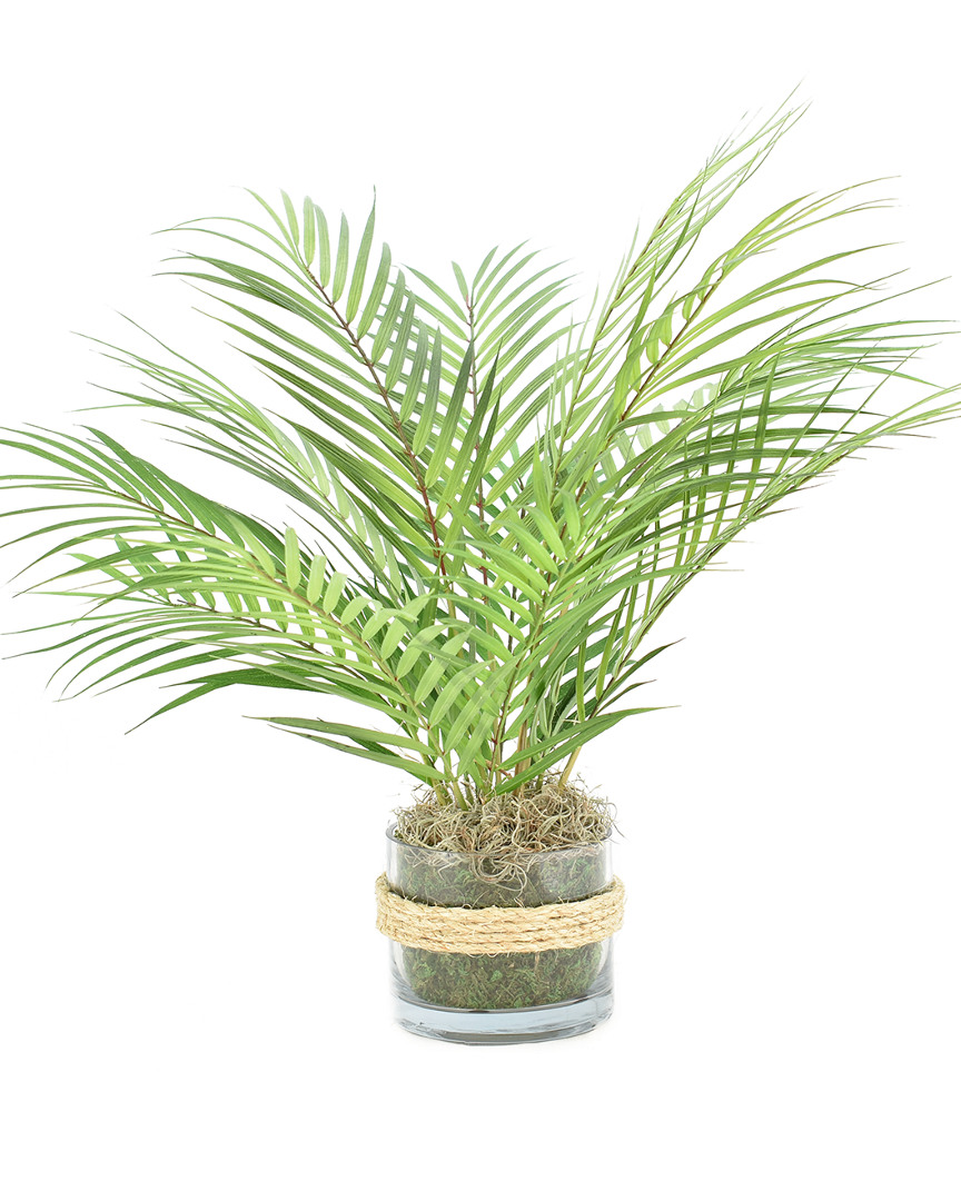 Creative Displays Green Areca Palm Plant