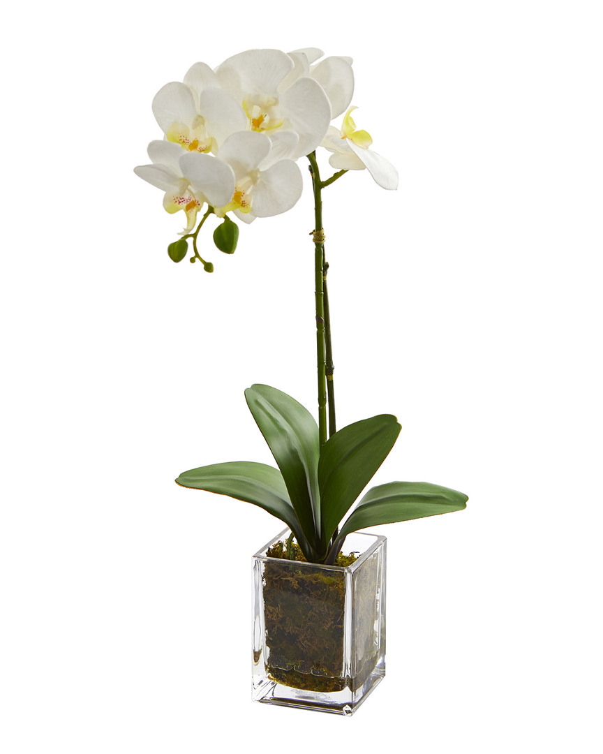 NEARLY NATURAL NEARLY NATURAL ORCHID PHALAENOPSIS ARTIFICIAL ARRANGEMENT IN VASE