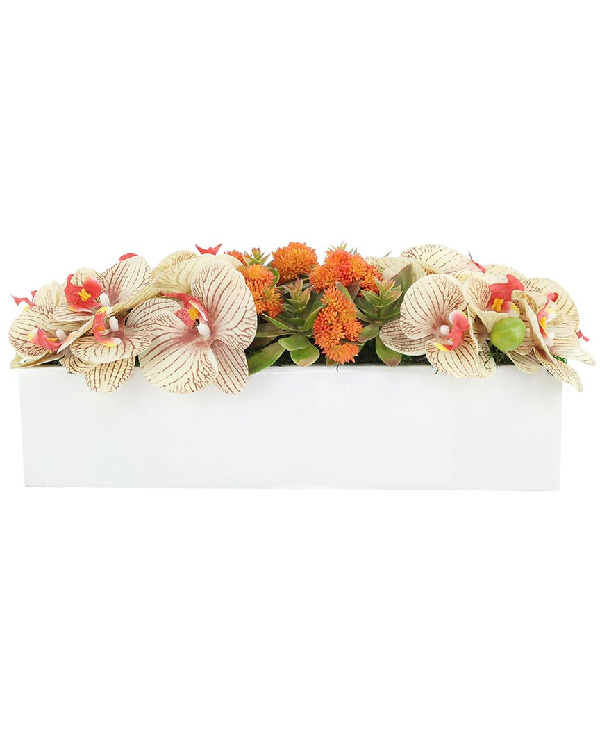 Creative Displays Contemporary Cream Orchid & Succulent In Fiberstone Planter In Orange