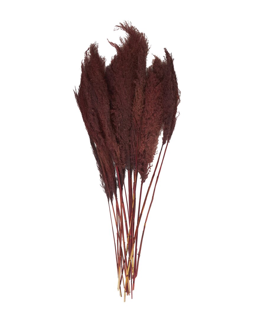 Peyton Lane Pampas Grass Red Dried Plant Natural Foliage In Red