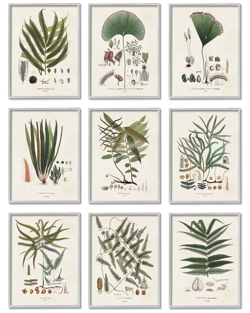 Stupell Antique Leaves Vintage Studies By Vision Studio Wall Art