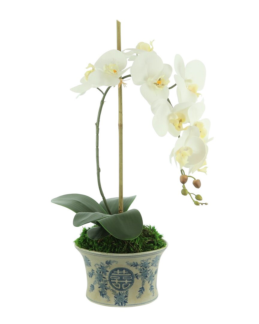 Creative Displays Orchid Arranged In Decorative Ceramic Pot In White