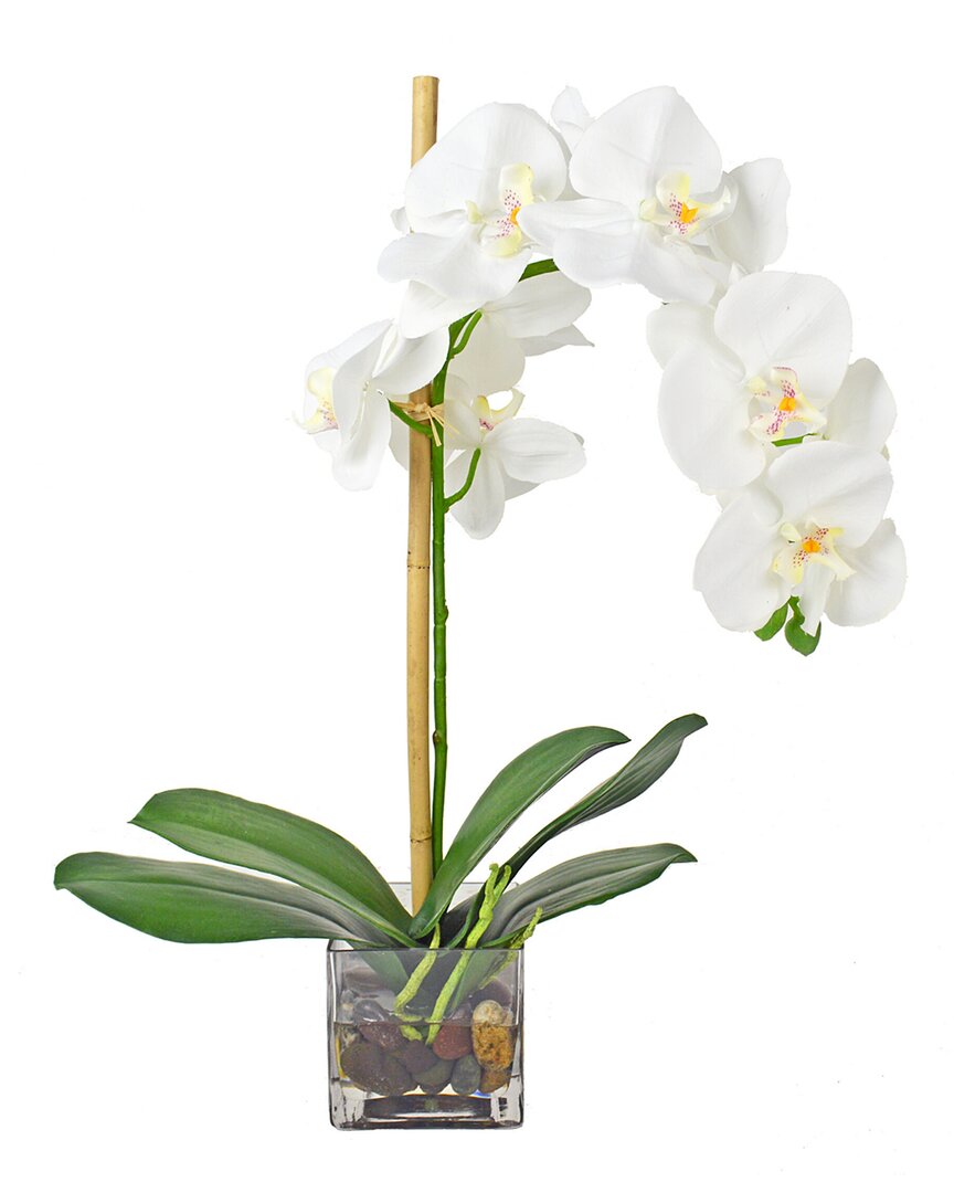 Creative Displays Orchid In Square Glass Vase In White