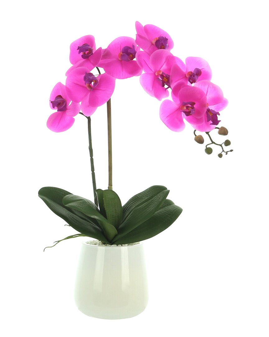 Creative Displays Orchid Arranged In Glass Pot With Rocks In Fuchsia