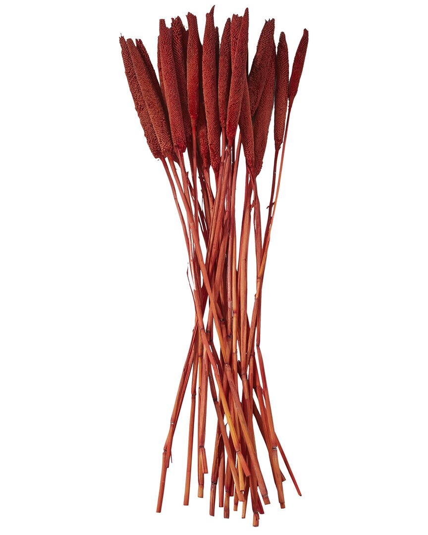 Peyton Lane Bunny Tail Red Dried Plant Natural Foliage With Long Stems