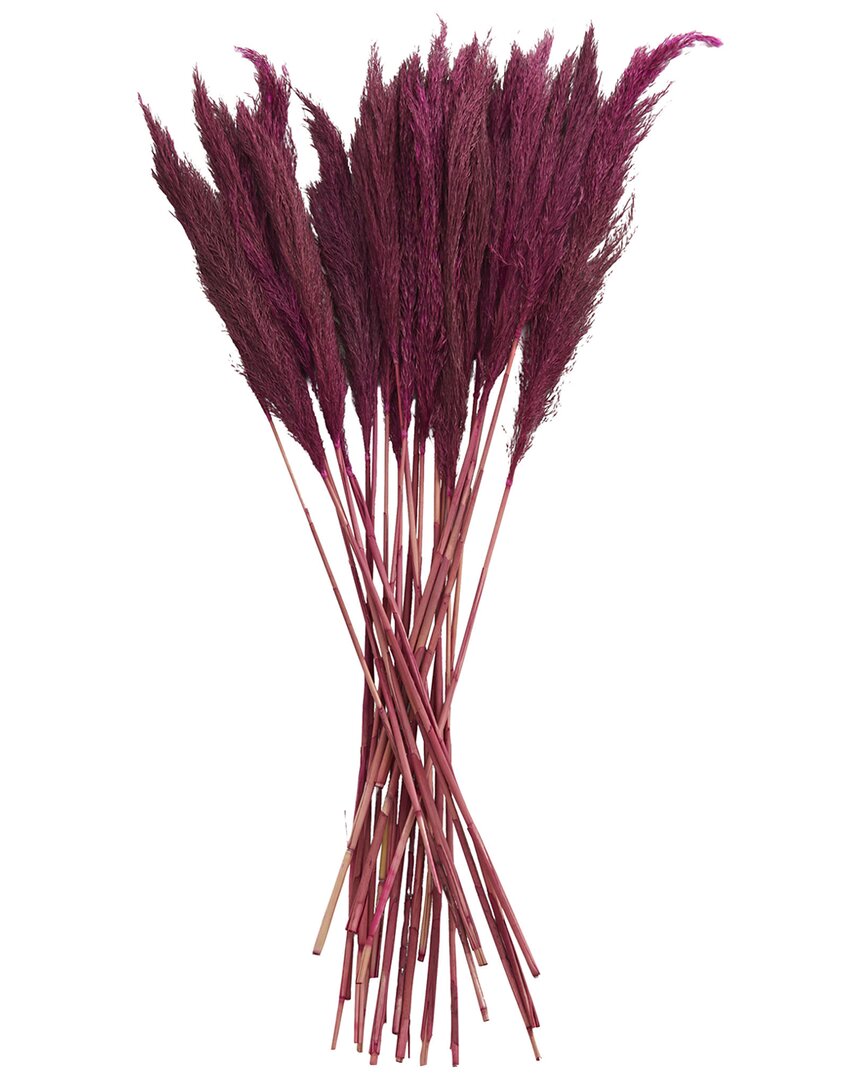 Peyton Lane Pampas Dried Plant Natural Foliage With Long Stems In Pink