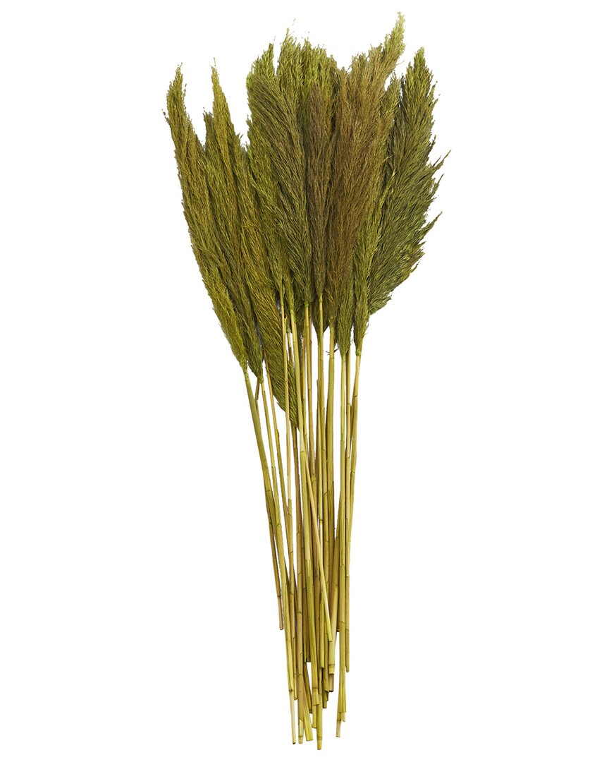 Peyton Lane Pampas Dried Plant Natural Foliage With Long Stems In Green