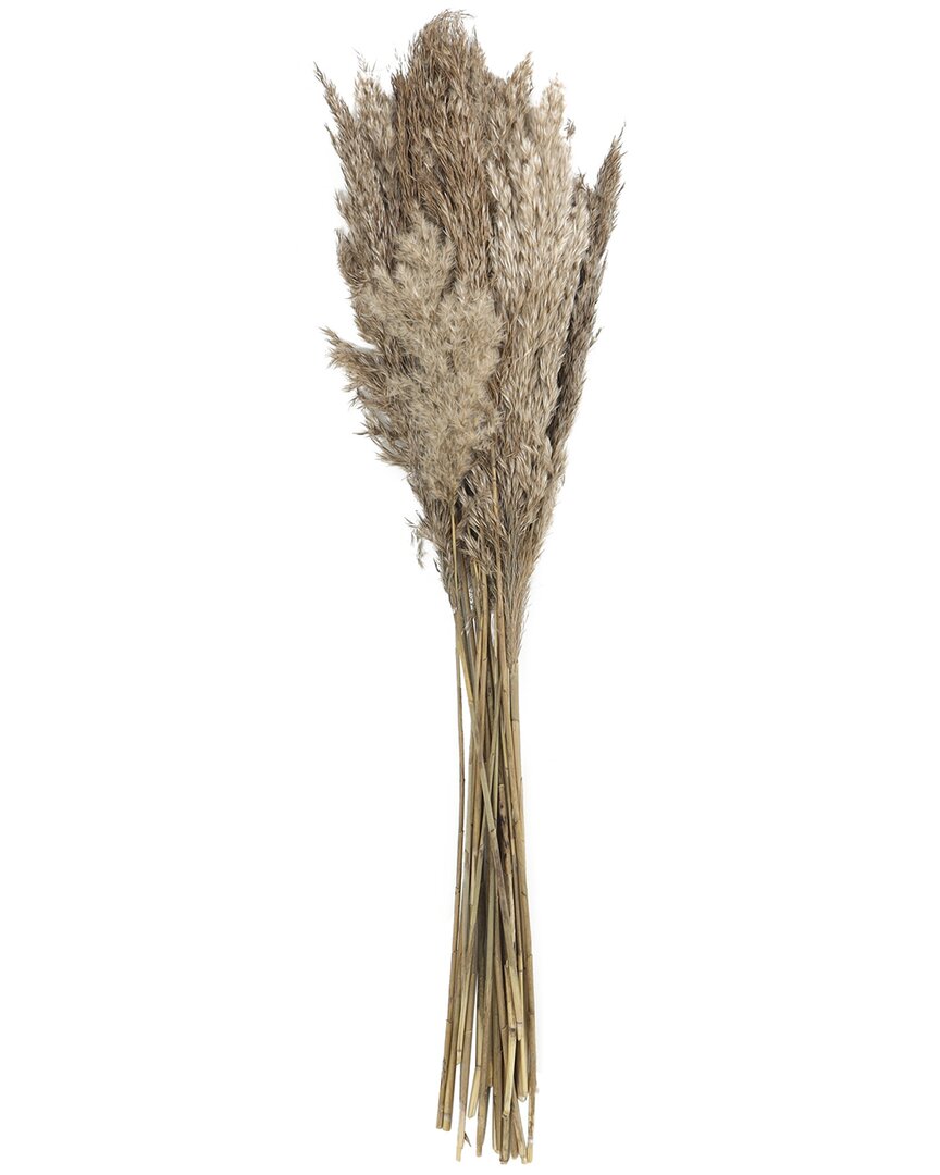 Peyton Lane Pampas Brown Dried Plant Natural Folia