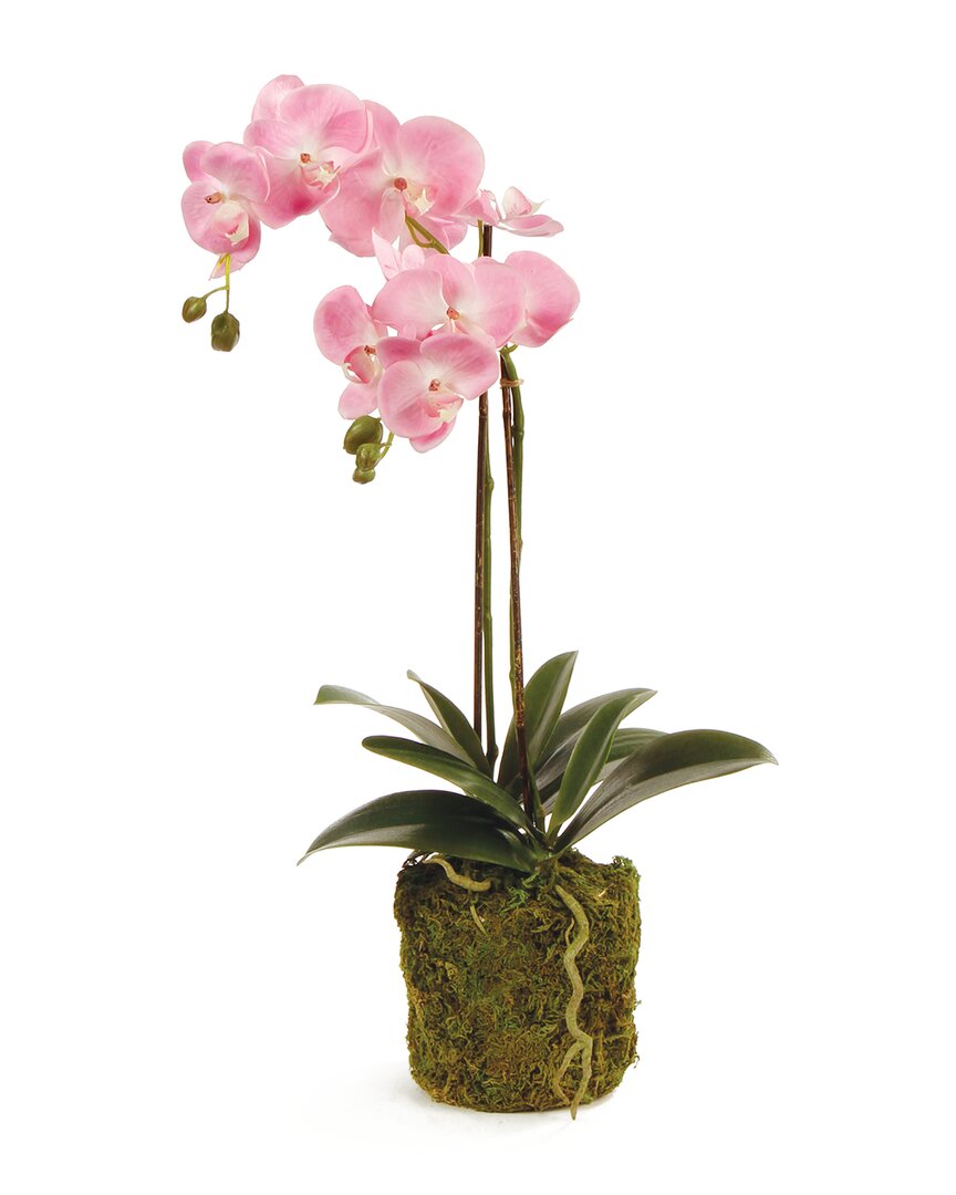 Napa Home & Garden 23in Phalaenopsis Orchid Drop-in Set In Pink