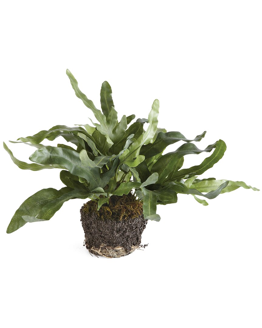 Napa Home & Garden 11.5in Echeveria Fern Drop-in 11.5 For Pots