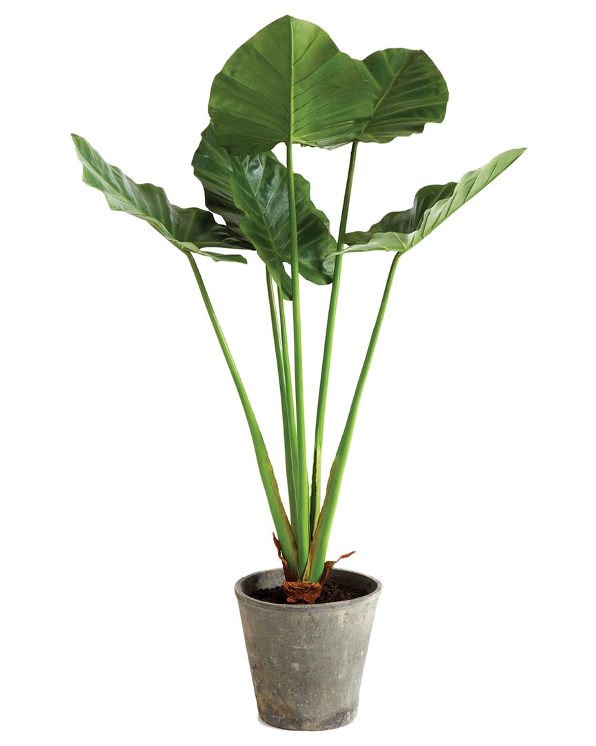 Napa Home & Garden 42in Potted Alocasia In Green