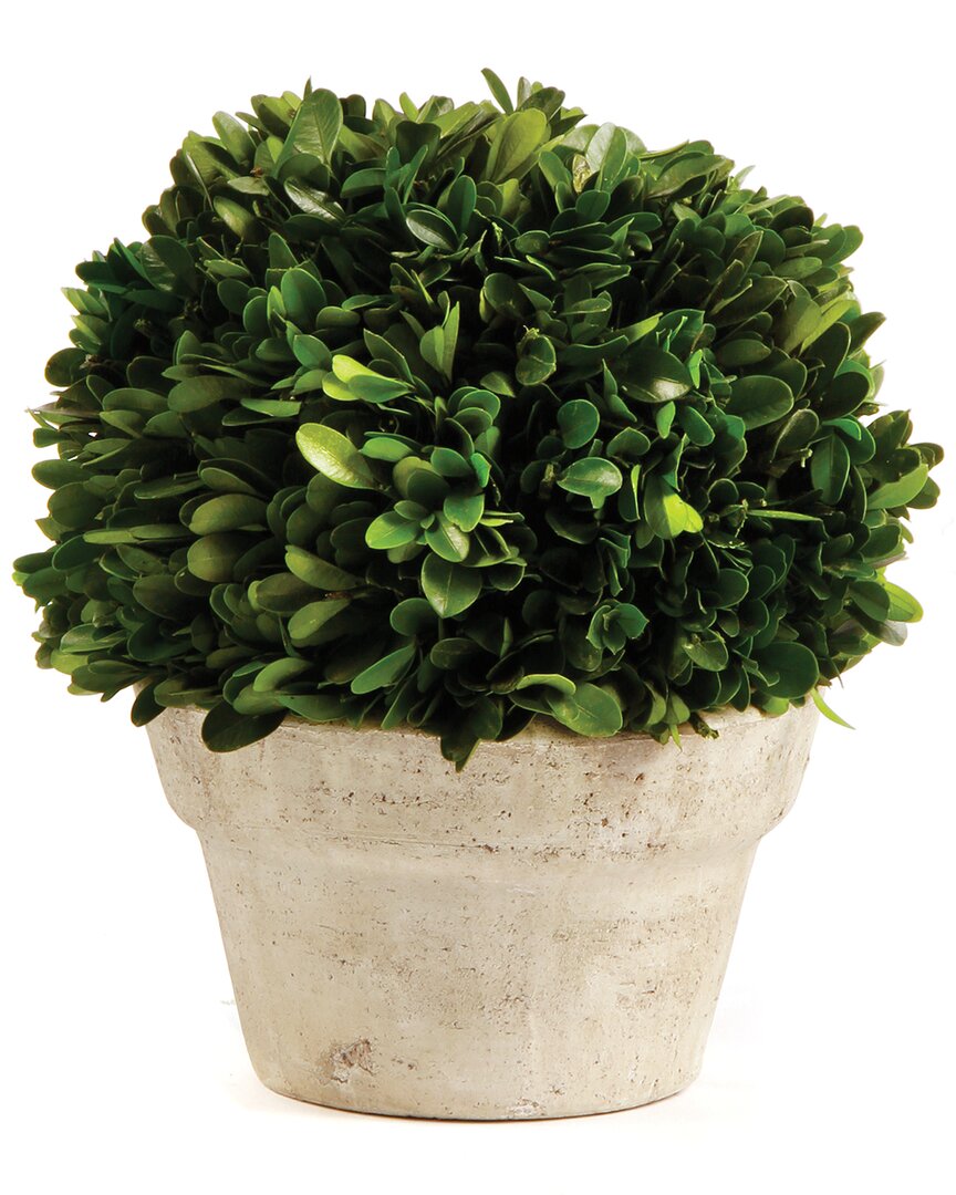Napa Home & Garden Medium Boxwood Ball In Pot