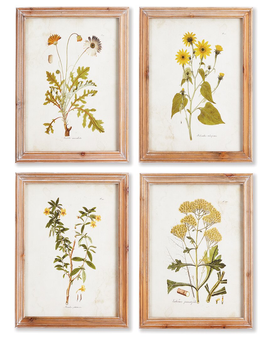 Napa Home & Garden Golden Wildflower Study Set