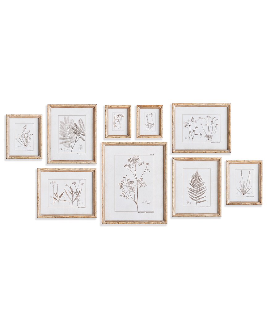 Napa Home & Garden Set Of 9 Botanical Study In Sepia