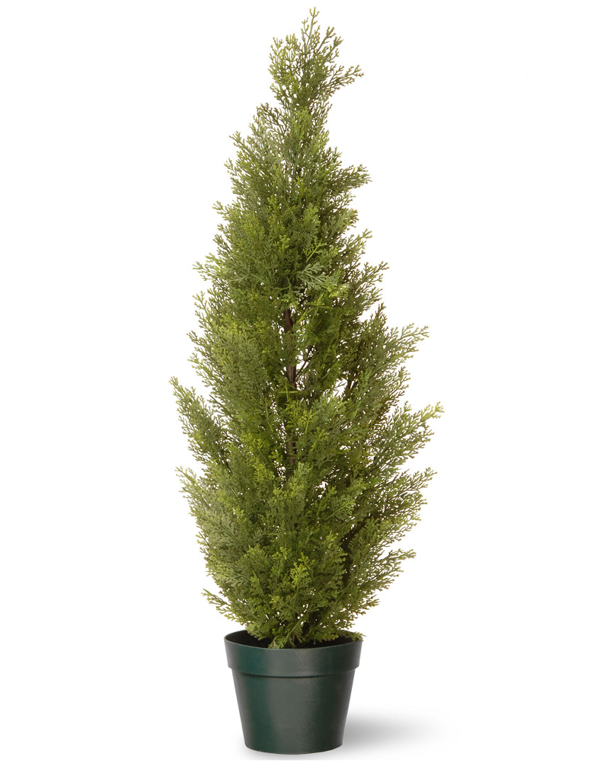 National Tree Company 36in Arborvitae