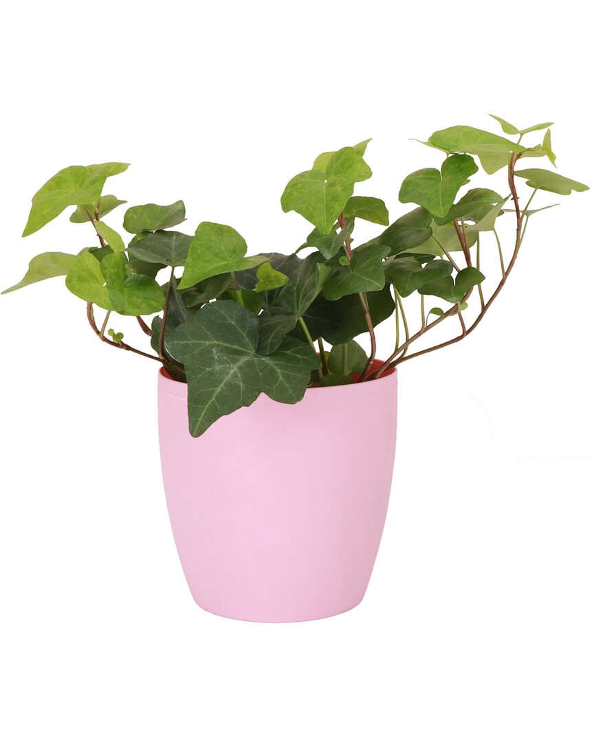 Thorsen's Greenhouse Live Green English Ivy Plant In Classic Pot In Pink