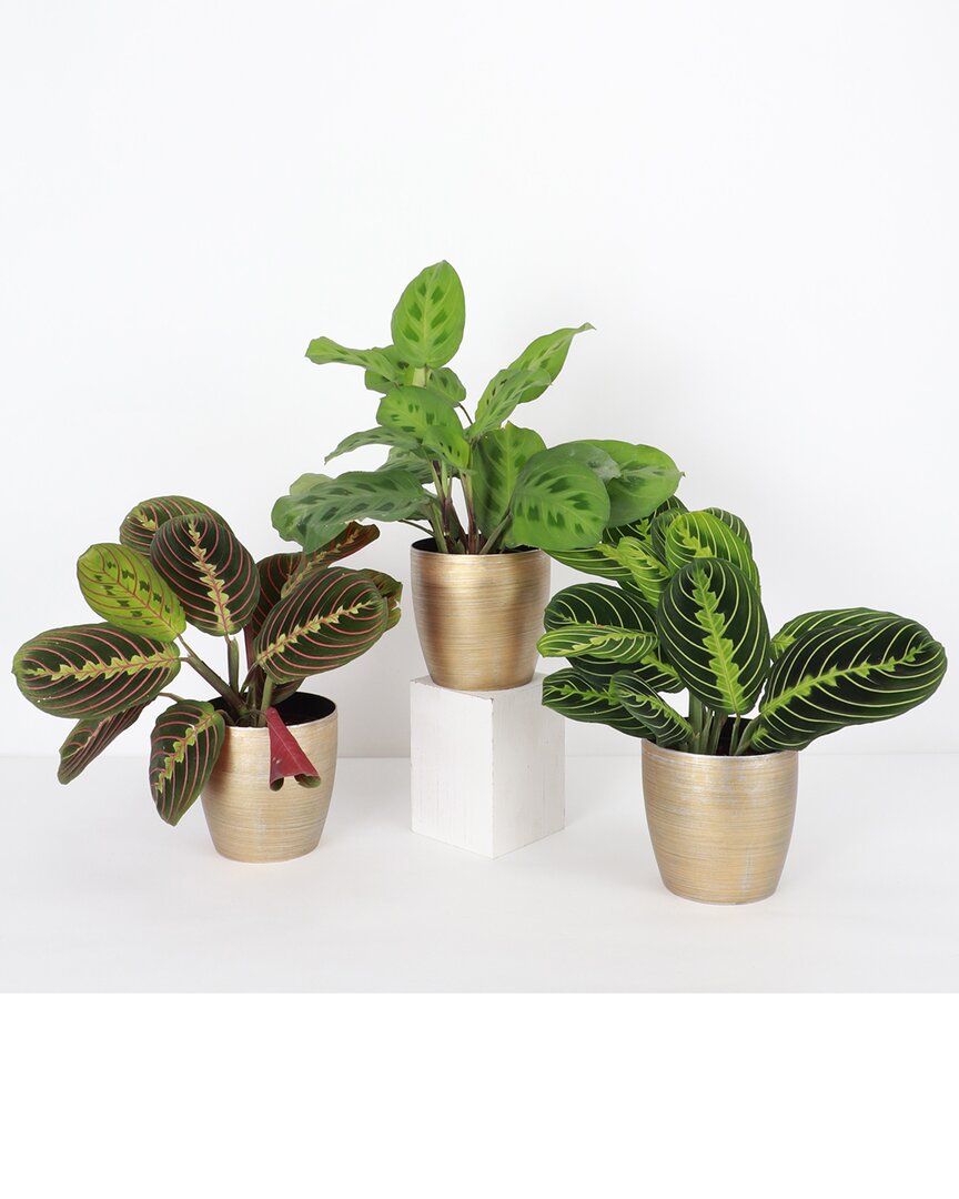 Thorsen's Greenhouse Set Of 3 Live Prayer Plants In Classic Pots In Gold