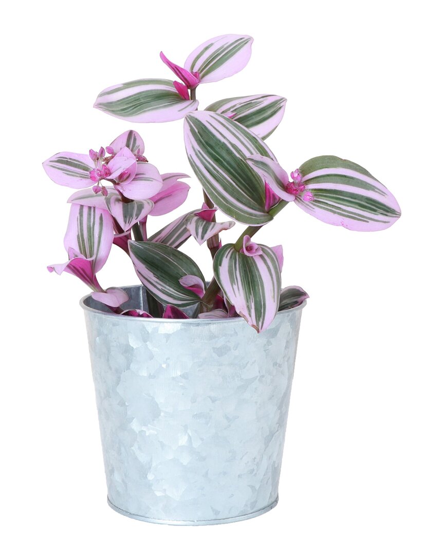 Thorsen's Greenhouse Live Nanouk Tradescantia Plant In Metal Pot In Silver