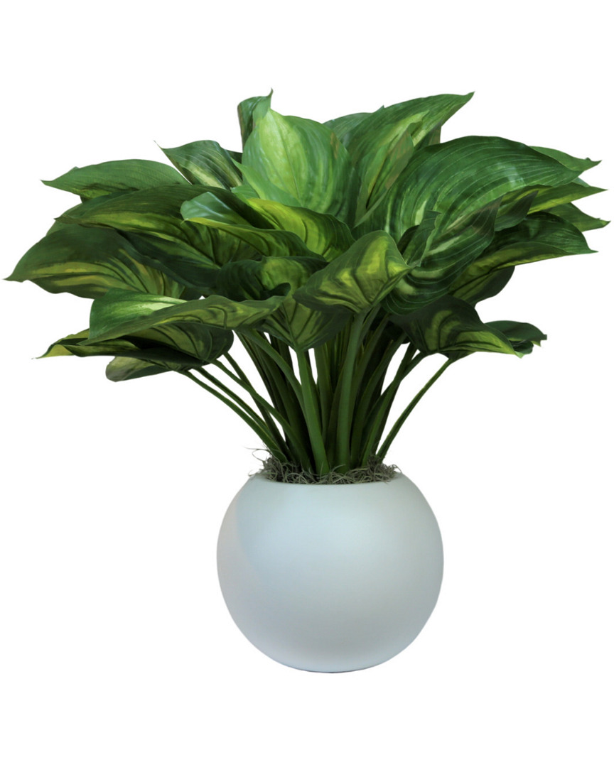 Creative Displays Dark Green Hosta Plant