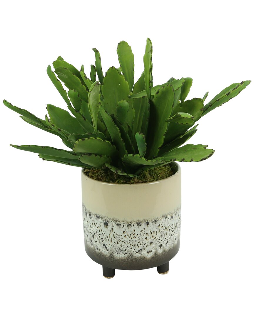 Creative Displays Cactus Plant With Moss In Ceramic Footed Pot In Green