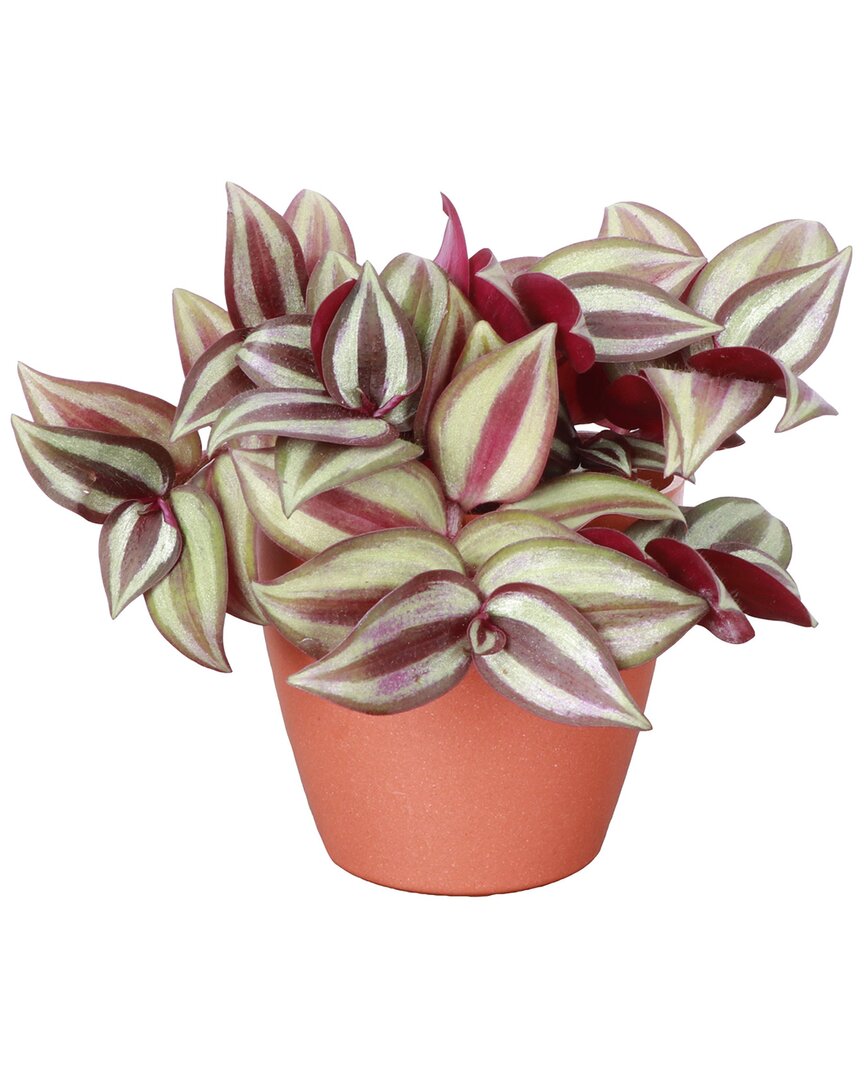 Thorsen's Greenhouse Live Zebrina Tradescantia Plant In Biodegradable Pot In Red