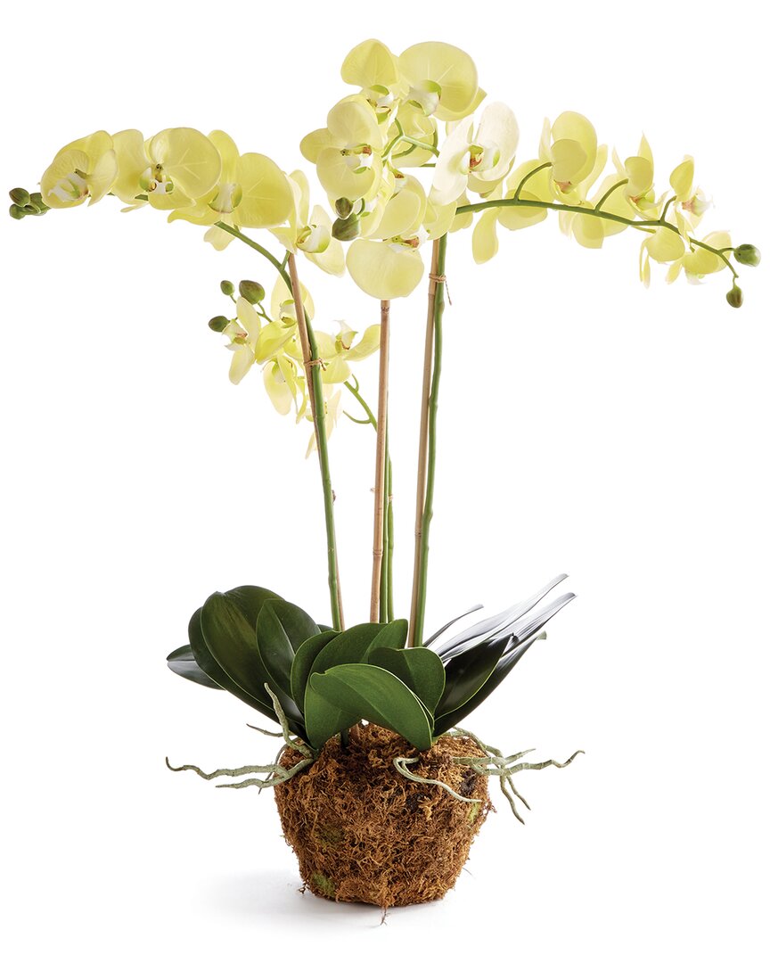 Napa Home & Garden Phalaenopsis Orchid Drop-in In Yellow