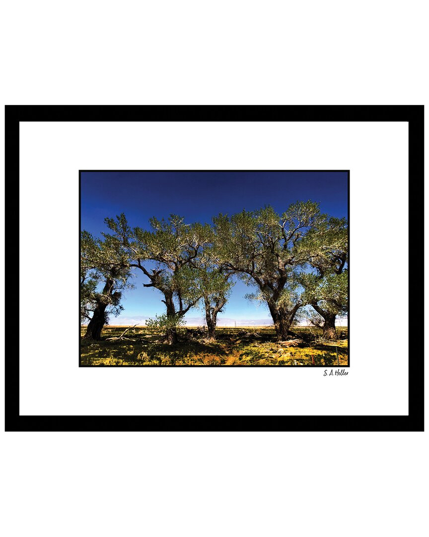 Fairchild Desert Tree Wall Art By Steven A. Heller