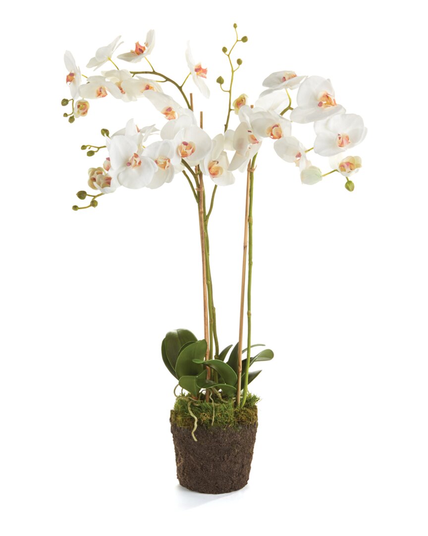 Napa Home & Garden Phalaenopsis Orchid Drop-in 31 In White