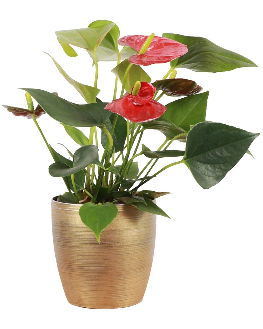 Thorsen's Greenhouse Live Anthurium Plant In Gold Holiday Pot In Gold