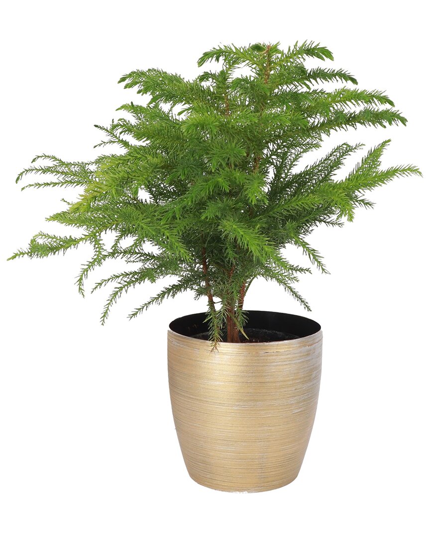 Thorsen's Greenhouse Live Norfolk Pine Plant In Gold Holiday Pot