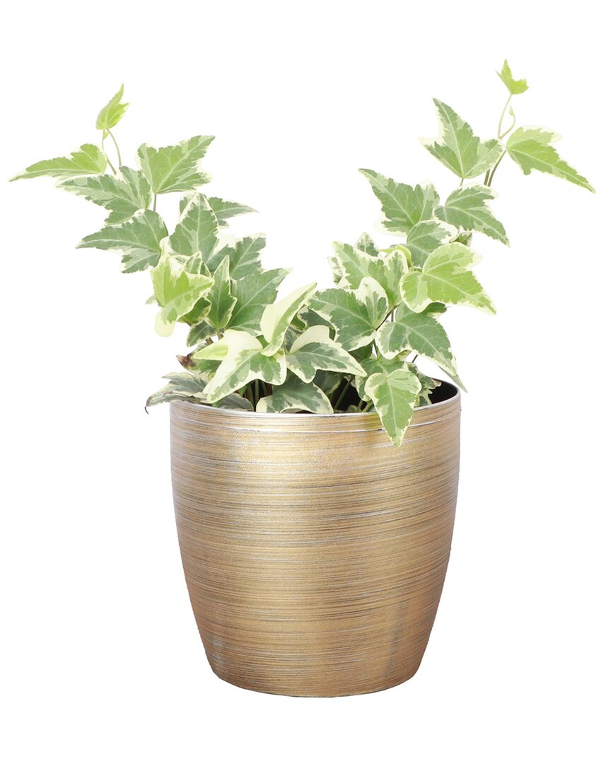 Thorsen's Greenhouse Button Fern In Gold