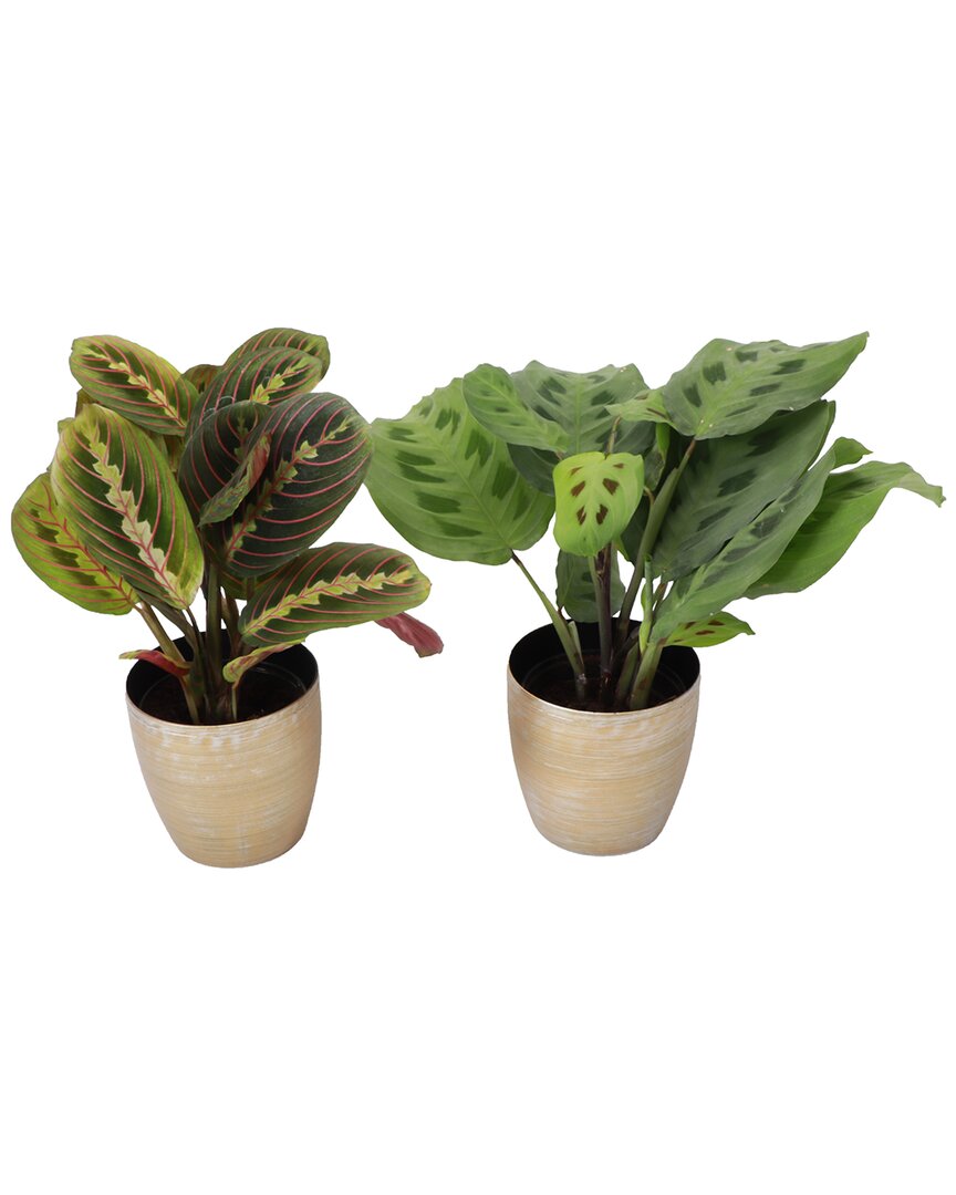 Thorsen's Greenhouse Live Prayer Plant Duo In Gold Holiday Pots In Gold