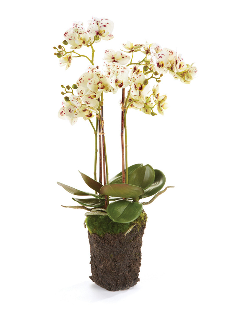 Napa Home & Garden Phalaenopsis Orchid Drop-in