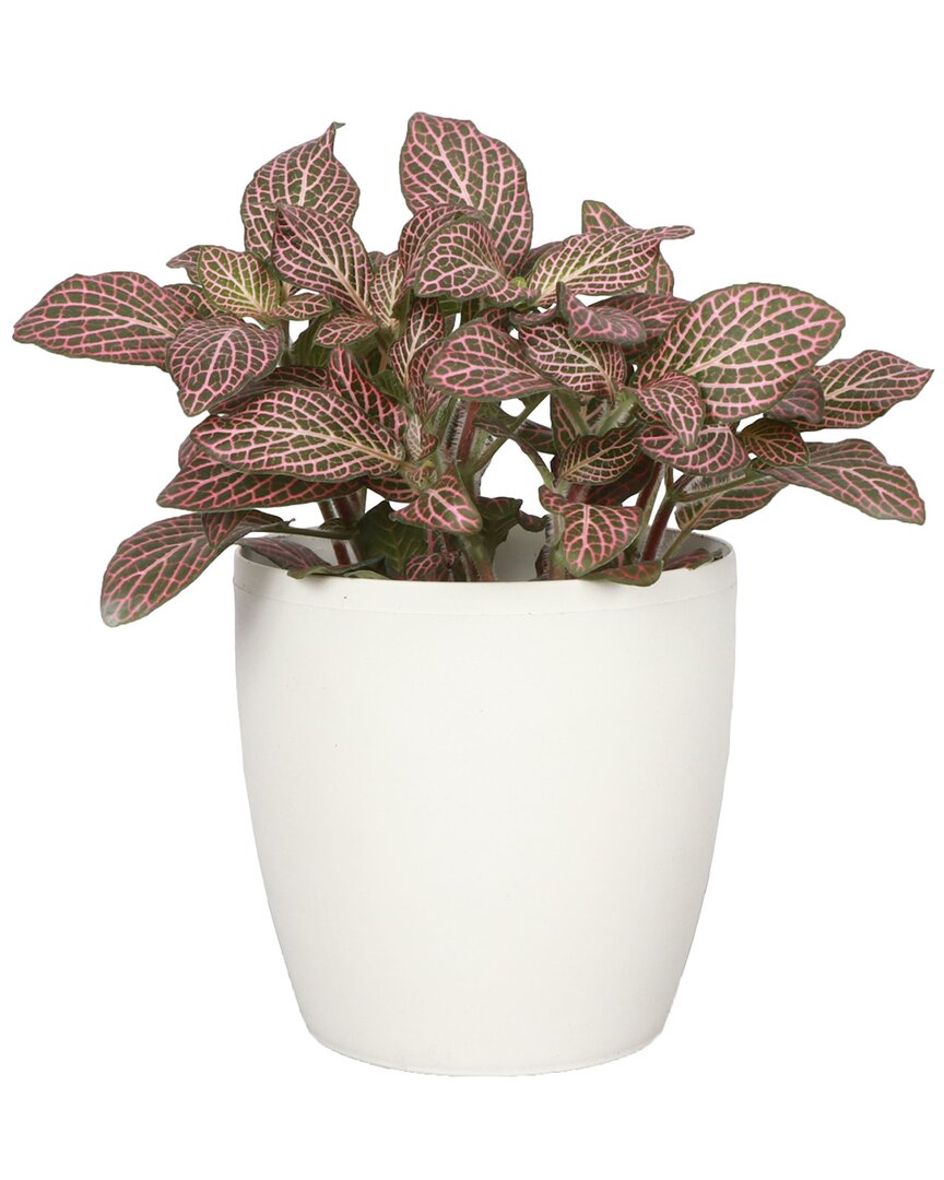 Thorsen's Greenhouse Live Pink Fittonia Nerve Plant