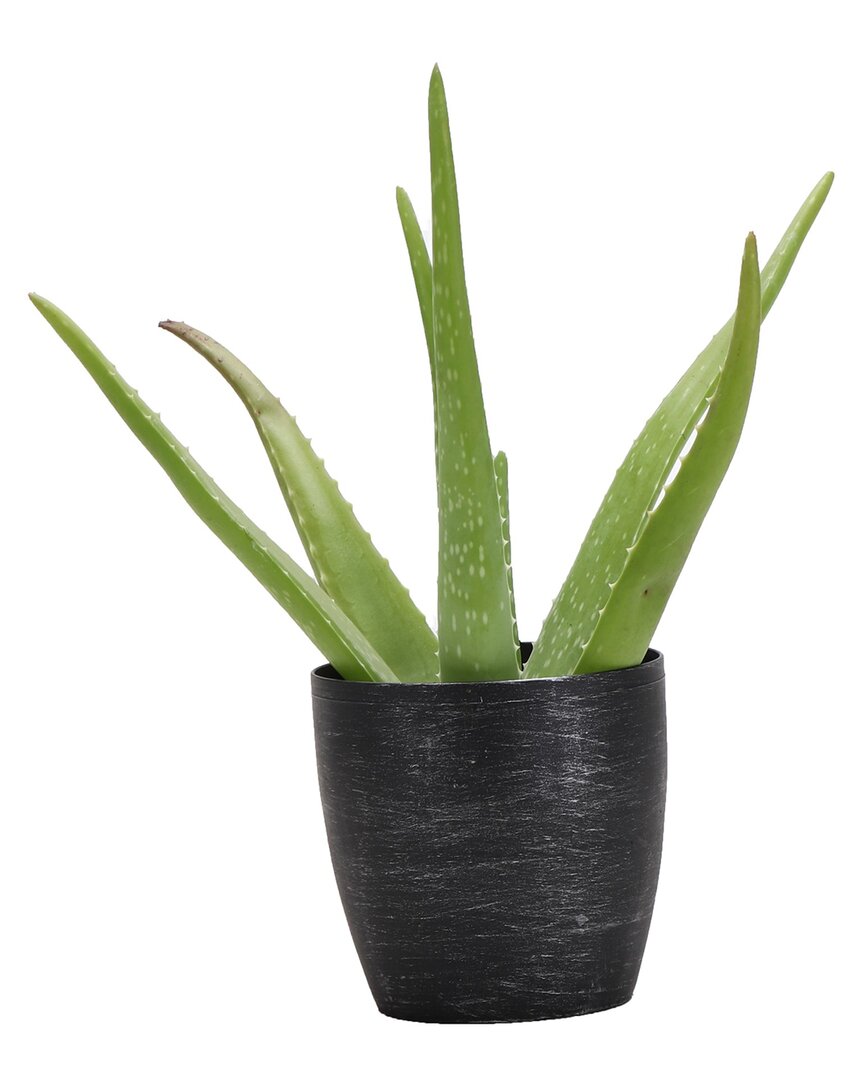 Thorsen's Greenhouse Aloe Vera In Small Brushed Silver Pot