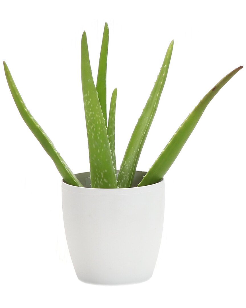 Thorsen's Greenhouse Aloe Vera In Small White Pot