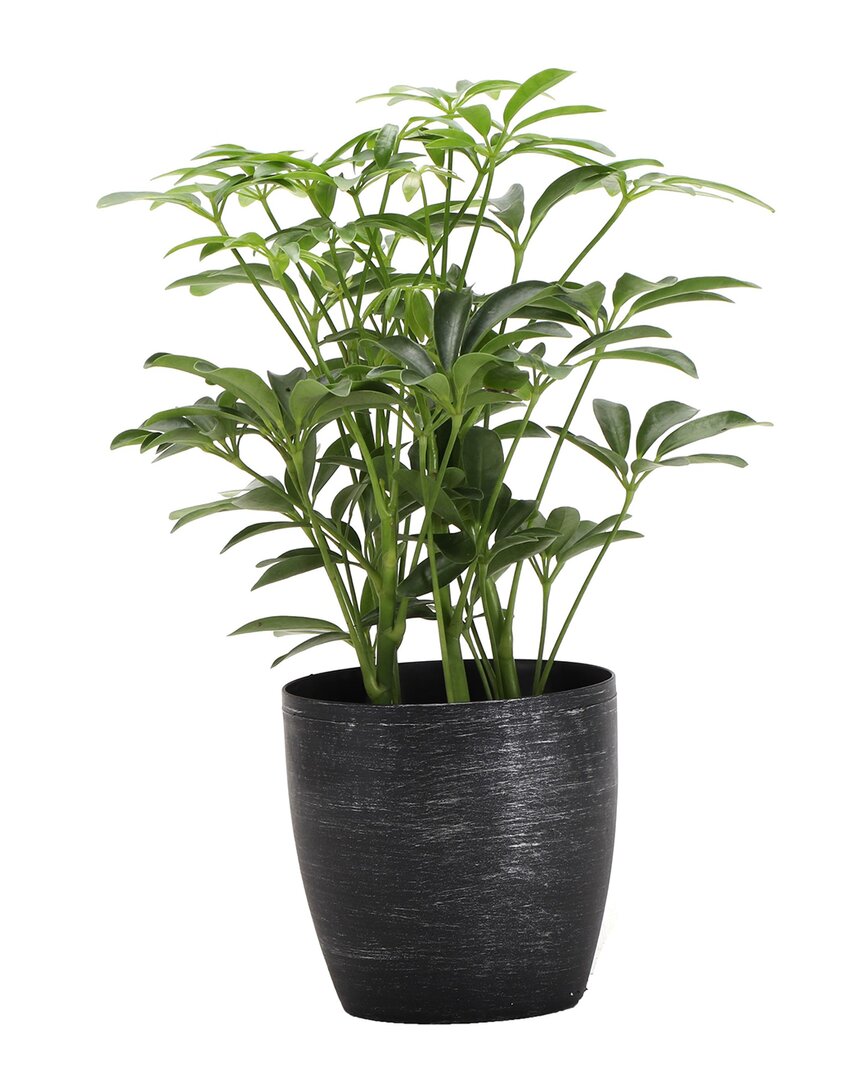 Thorsen's Greenhouse Arboricola In Small Brushed Silver Pot