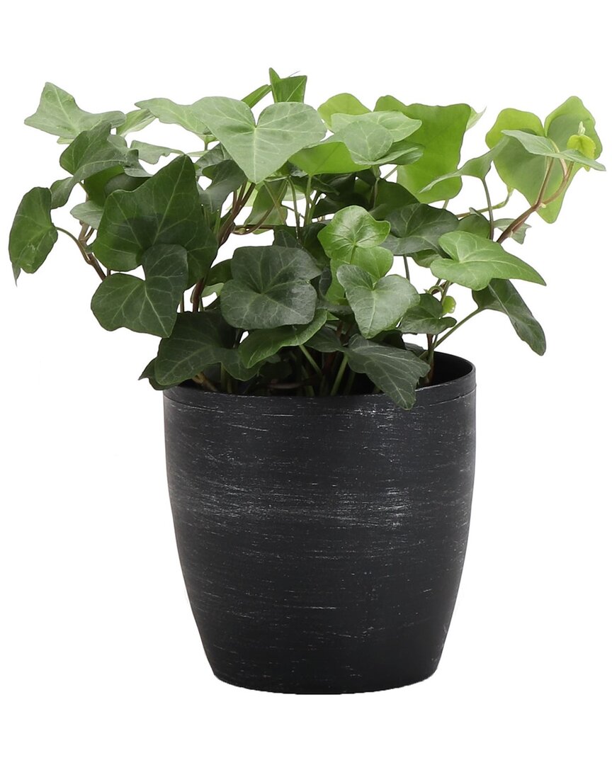 Thorsen's Greenhouse Green Ivy In Small Brushed Silver Pot
