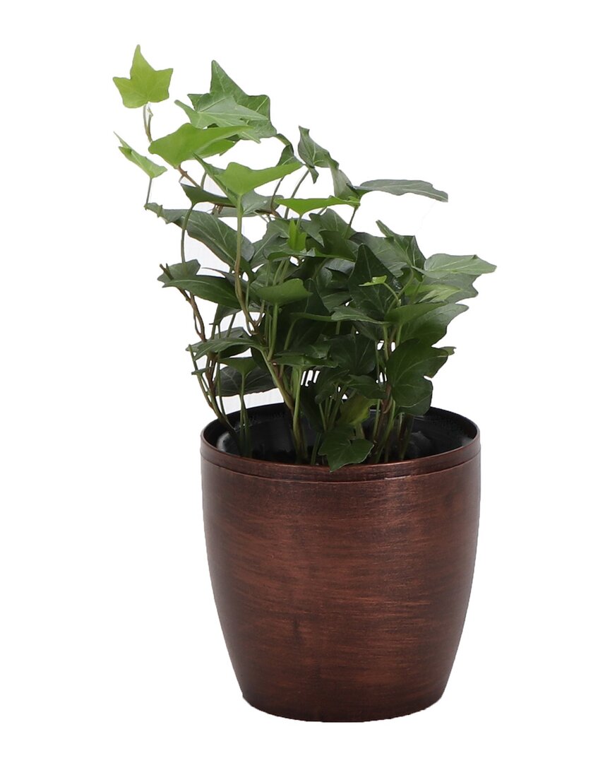 Thorsen's Greenhouse Green Ivy In Small Copper Pot