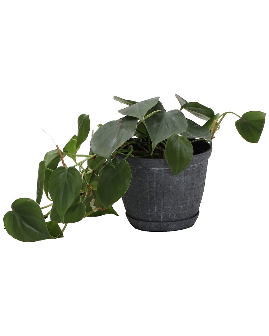Thorsen's Greenhouse Green Philodendron In Small Gray Rustic Pot
