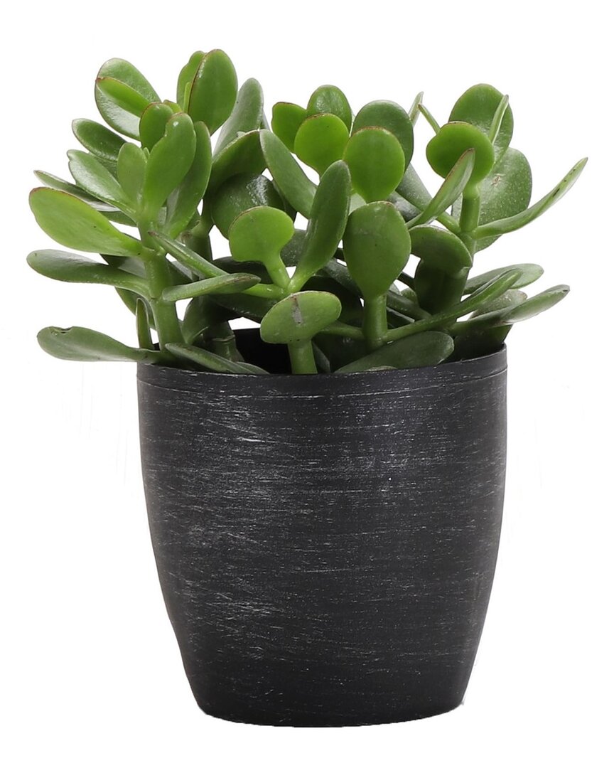 Thorsen's Greenhouse Jade In Small Brushed Silver Pot