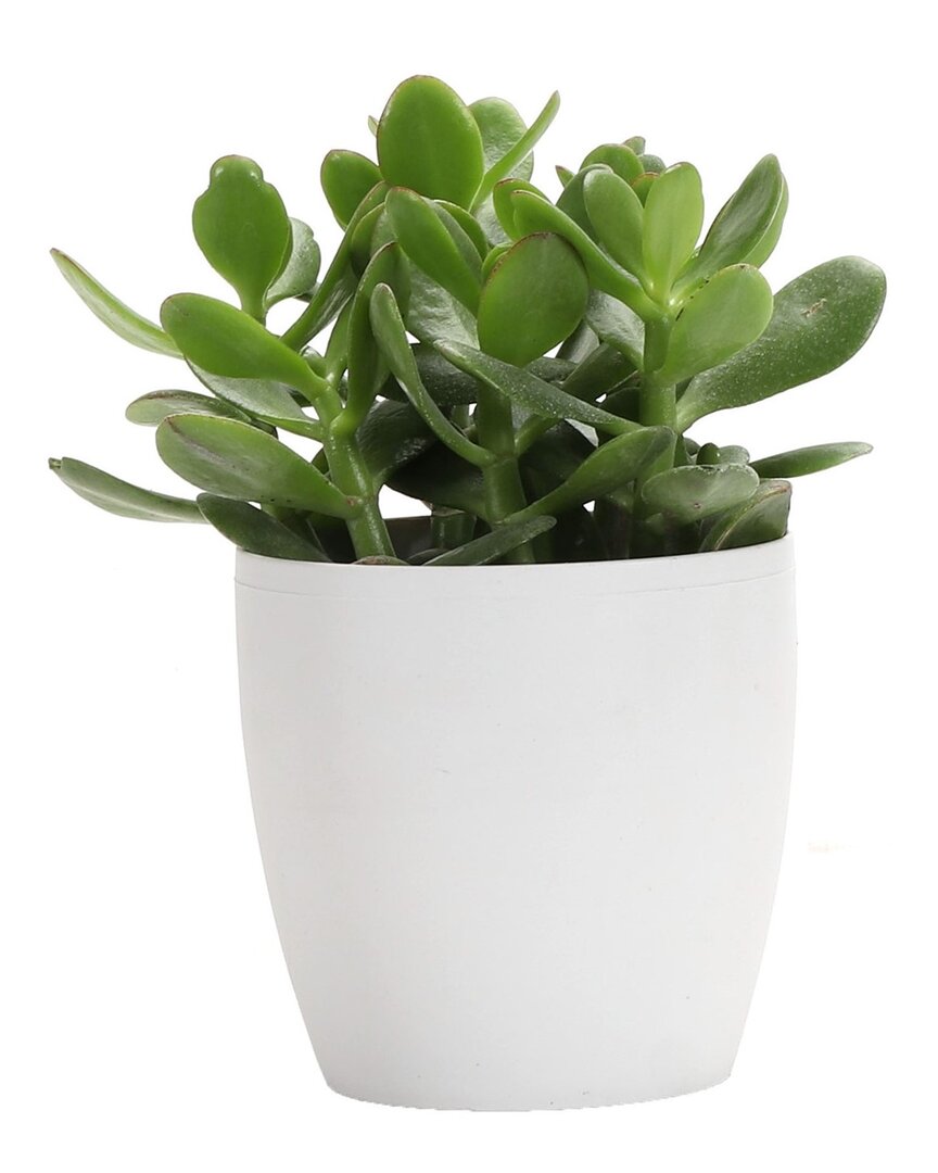 Thorsen's Greenhouse Jade In Small White Pot