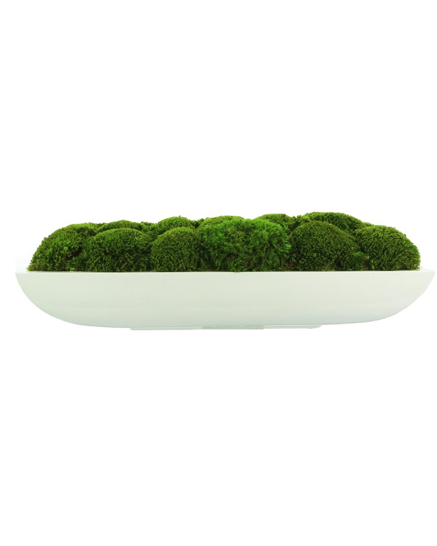 Creative Displays Moss Arrangement In Glossy Oblong Planter In White