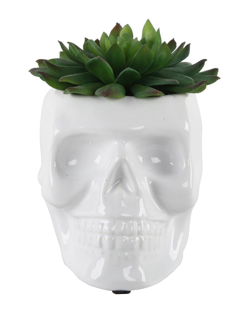 Flora Bunda 4.5x3.5 Ceramic Sugar Skull Succulent In White