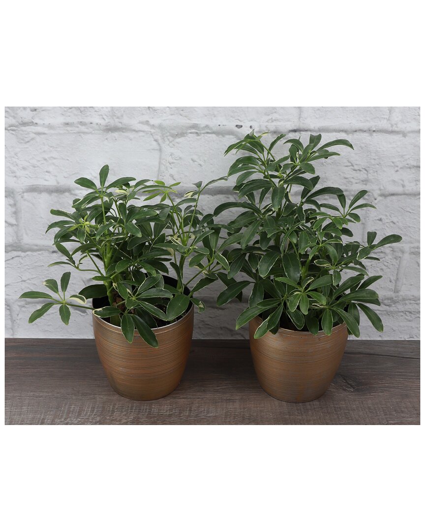 Thorsen's Greenhouse Holiday Starleaf Plant Gift Set In Gold