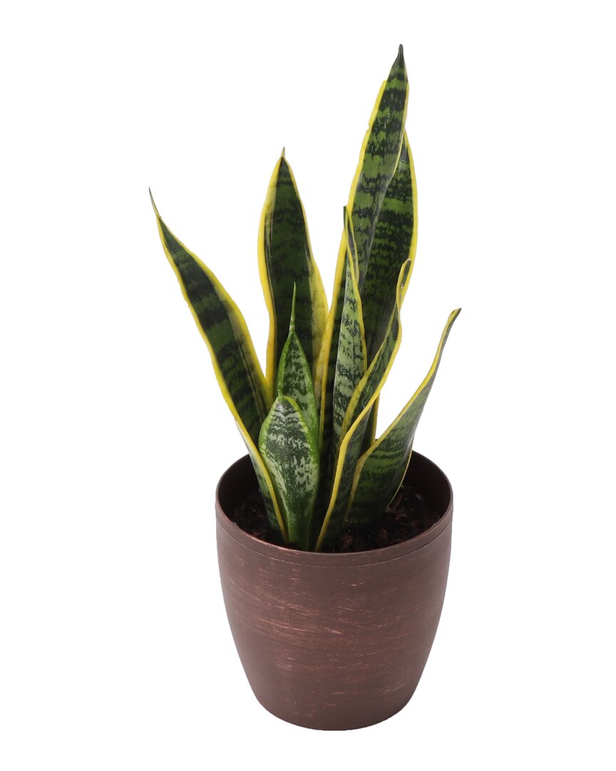 Thorsen's Greenhouse Low Light Houseplant Set In Copper