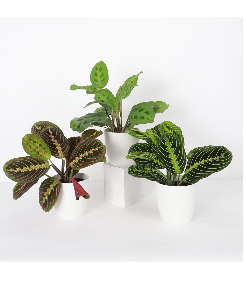 Thorsen's Greenhouse Set Of 3 Live Prayer Plants In Classic Pots In White