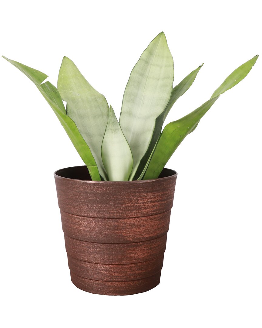 Thorsen's Greenhouse Live Moonshine Snake Plant In Contemporary Pot In Metallic