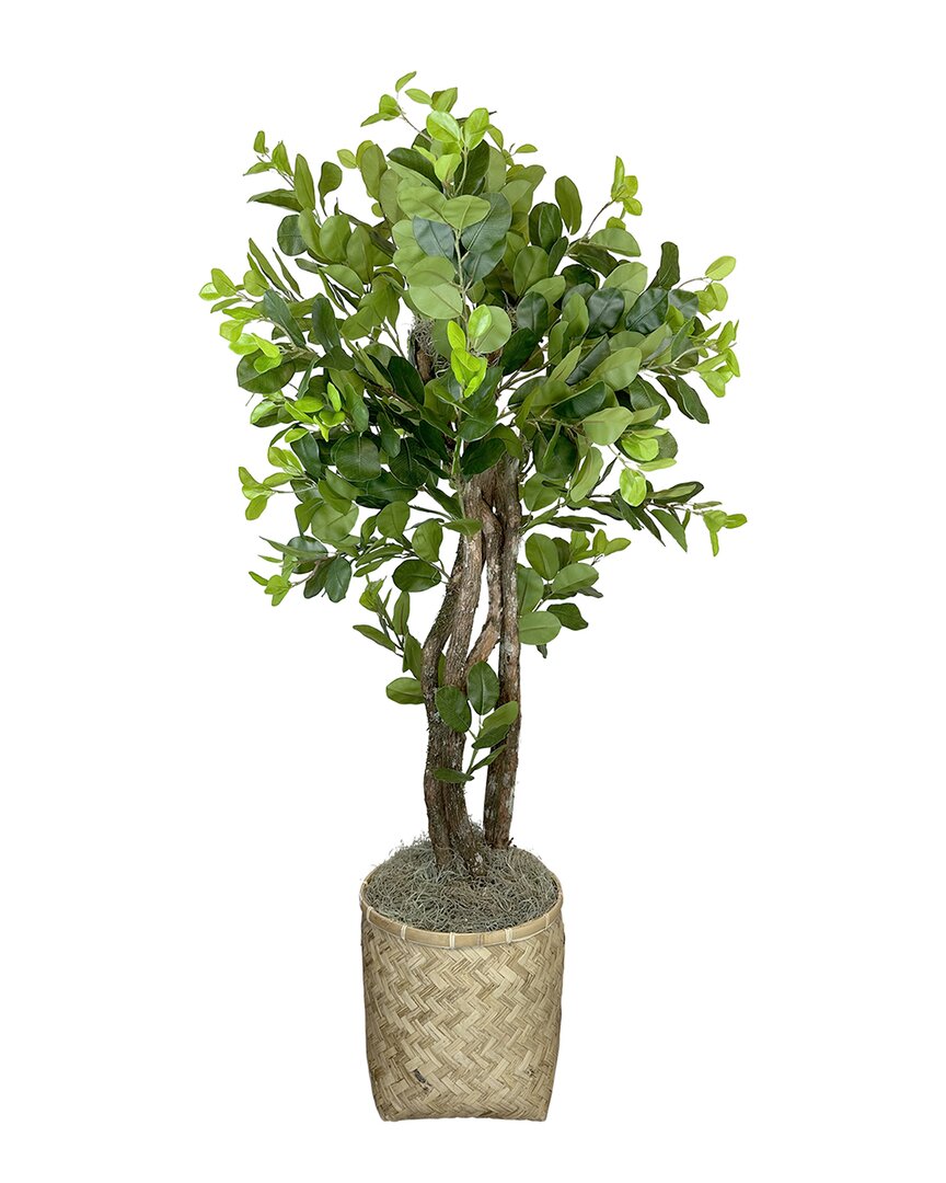 Shop Creative Displays Decorative Ficus In Bamboo Planter In Green