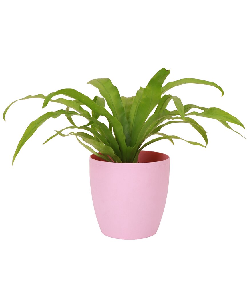Thorsen's Greenhouse Live Bird's Nest Fern Plant In Classic Pot In Pink